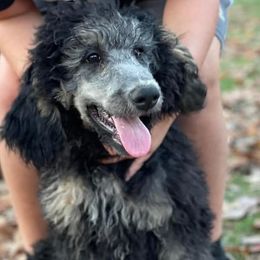 Aussiedoodles, Cockapoos, Goldendoodles, Poodles, Sheepadoodles, and Springerdoodles from Two Creeks Farm Poodles & Doodles