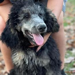 Aussiedoodles, Cockapoos, Goldendoodles, Poodles, Sheepadoodles, and Springerdoodles from Two Creeks Farm Poodles & Doodles
