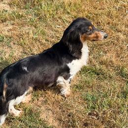 Pippy - Dachshund