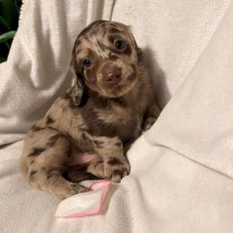 Arturo - Dapple male Dachshund puppy in Kentucky from Wonderful Weiners