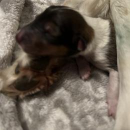 Collie Puppies from Jolly Collies