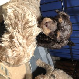 Aussiedoodle and Poodle Puppies from Ohana Companions