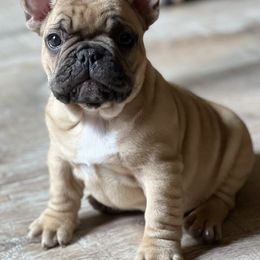 French Bulldogs and Weimaraners from Lake View Kennels