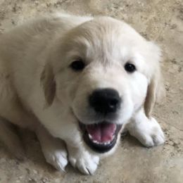 Golden Retrievers from Life is Ruff Golden Retrievers LLC