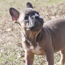 French Bulldogs from Madigan French bulldogs