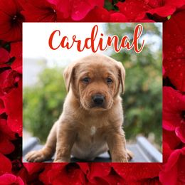Cardinal - Labrador Retriever puppy in Atwater, California from Black Cloud Kennels
