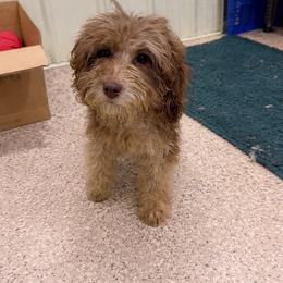 Caramello - Merle male Cockapoo puppy in Connersville, Indiana from MoonShine Babies