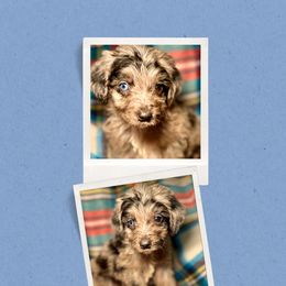 Bandit - Merle male Golden Aussiedoodle puppy in Bluefield, Virginia from Love on a Leash