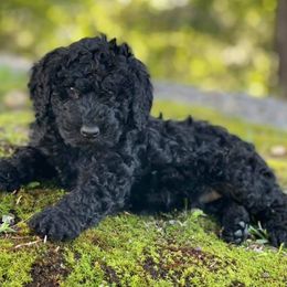 Double Doodles, Goldendoodles, Labradoodles, Poodles, and Yorkshire Terriers from Cotton Rack Farms