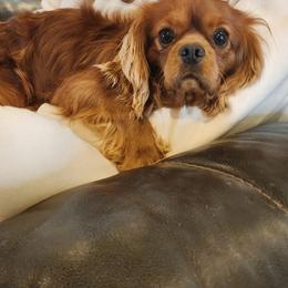 Prince - Cavalier King Charles Spaniel