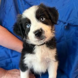Mackenzie - Black tri-color male Australian Shepherd puppy in Monroe, North Carolina from Meekey Family Aussies