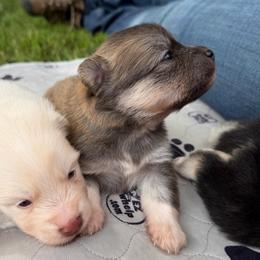 Annie Oakley - Red and white female Pomsky puppy in Blue Earth, Minnesota from Blue Sky Pomsky
