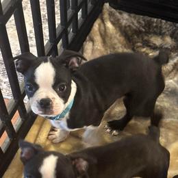 Boy- blue collar - Black and white male Boston Terrier puppy in Mc Donough, Georgia from Ballard Boston Terriers