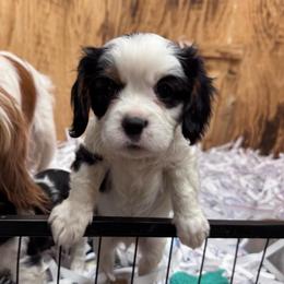 Gray Boy - Tri-color male Cavalier King Charles Spaniel puppy in Smiths, Alabama from K&K Kennels