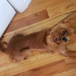 Honor - Cavalier King Charles Spaniel