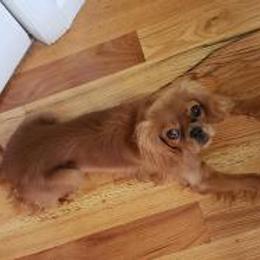 Honor - Cavalier King Charles Spaniel