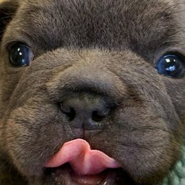 French Bulldogs from Noah’s Park Retreat