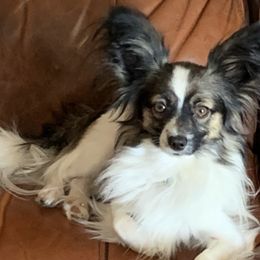Papillons from WindyBarnYard Papillons