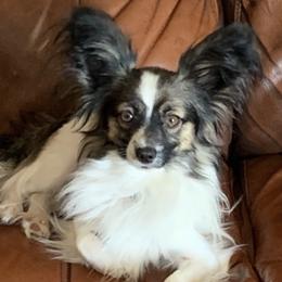 Papillons from WindyBarnYard Papillons