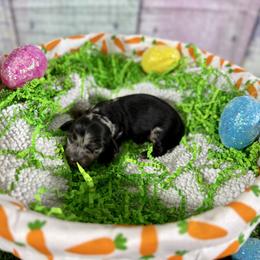 Bailey - Dapple male Dachshund puppy in Westport, Kentucky from Lonestar Creek Farm