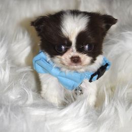 Titan - Chocolate and white male Chihuahua puppy in Gloucester, Virginia from Charlotte's Web of Chihuahuas