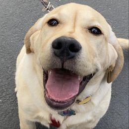 Labrador Retrievers from Landsburg Labradors