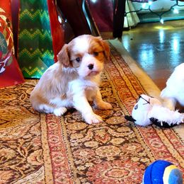 Cavalier King Charles Spaniel Puppies from Puppyloversplace