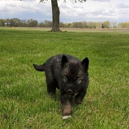 Siberian Husky Puppies from Blue Moon Siberian Husky Haven