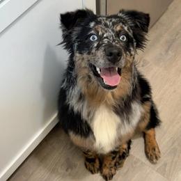 Iris - Blue merle female Australian Shepherd puppy in Nicholasville, Kentucky from Sugar Creek Aussies