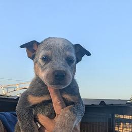 Boy 2 - Blue mottled male Australian Cattle Dog puppy in Choctaw, Oklahoma from Karen Elliott