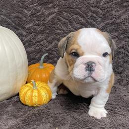 Bulldog Puppies from Tiny Tanks Kennel