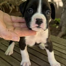 Lucy - Brindle Boxer puppy in Los Angeles, California from Barrow’s Boxers
