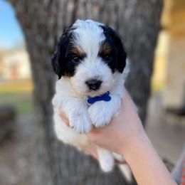 Blue collar - Black and white male Bernedoodle puppy in Millsap, Texas from Gaston’s Posh Poodles and Doodles