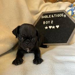 Boy 2 - Black male Pug puppy in Norborne, Missouri from Pug Palace