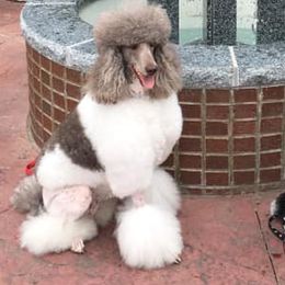 Poodles from Jillafer’s Standard Poodles
