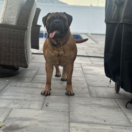 Amor - Bullmastiff