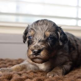 Shandy - Blue merle male Bernedoodle puppy in Youngstown, Florida from Wonderland’s Boujie Kennels