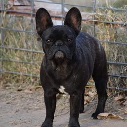 Tahlia - French Bulldog