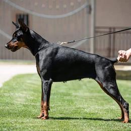 Astra - Doberman Pinscher