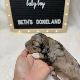 Creed - Dapple male Dachshund puppy in Dickinson, Texas from Beth’s Doxieland
