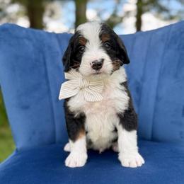 Hook - Tri-color male Bernedoodle puppy in Bellville, Ohio from Bernedoodle Buddies