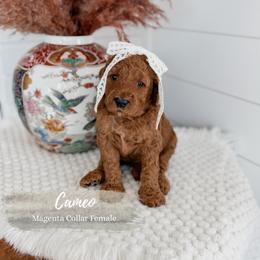 Cameo - Red  female Goldendoodle puppy in Roanoke Rapids, North Carolina from Sweeter than Honey Doodles