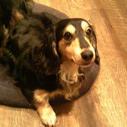 Baxter - Dachshund