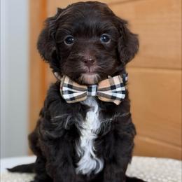 L- Blue Boy - Chocolate male Goldendoodle puppy in Lewisville, Texas from Texas Goldendoodle Lovers
