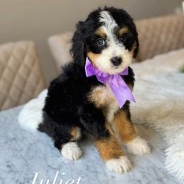 Juliette - Tri-color female Bernedoodle puppy in West Jordan, Utah from Doodles Friend