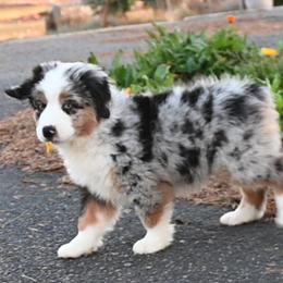 GUMDROP - Blue merle male Miniature American Shepherd puppy in Pasco, Washington from ROCK CREEK