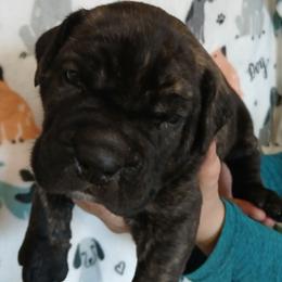 Green collar - Black brindle male Cane Corso puppy in Los Lunas, New Mexico from Top Gun Kennels NM