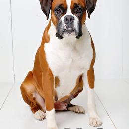 Boxer All Grown Up from Hawk Creek Boxers