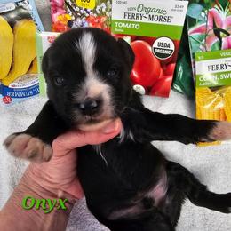 Onyx - Black and white male Tibetan Terrier puppy in Dorena, Oregon from Angel Tibetans Of Oregon