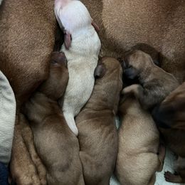 Dachshund Puppies from Melissa Williams